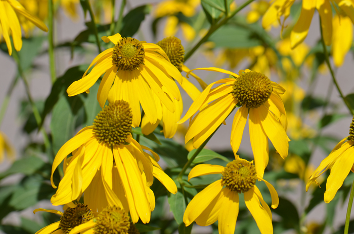Cutleaf Coneflower has large showy daisy-like flowers that attract many pollinators and its seeds attract seed eating birds. Rudbeckia laciniata